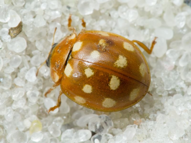 Calvia quatuordecimguttata (Linnaeus, 1758)